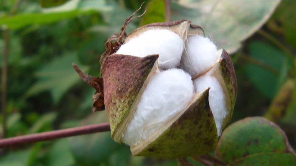 China Cotton Market Monthly Report · Forecast (May): Concerns about off-season demand are difficult to dispel, cotton prices may continue to be weak